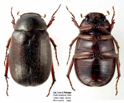 Réf. 275 276 : Apogonia insulana